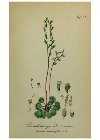 Reproducción/Reproduction 6130856168: Sämmtliche Giftgewächse Deutschlands Leipzig :F. Voight,1854