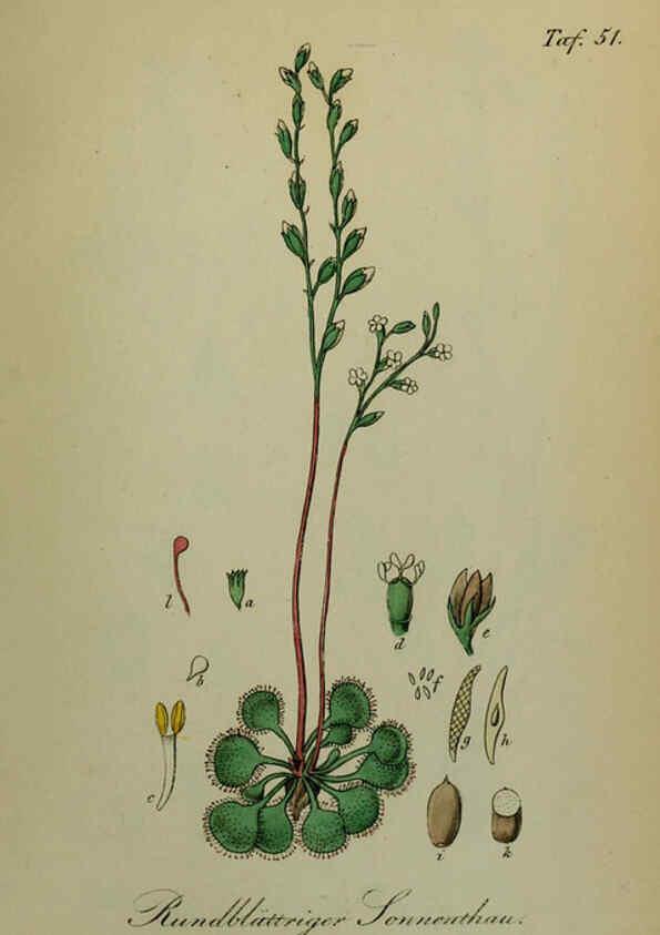 Reproducción/Reproduction 6130856168: Sämmtliche Giftgewächse Deutschlands Leipzig :F. Voight,1854