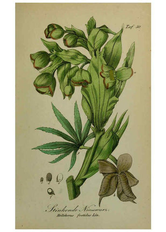 Reproducción/Reproduction 6130305645: Sämmtliche Giftgewächse Deutschlands Leipzig :F. Voight,1854