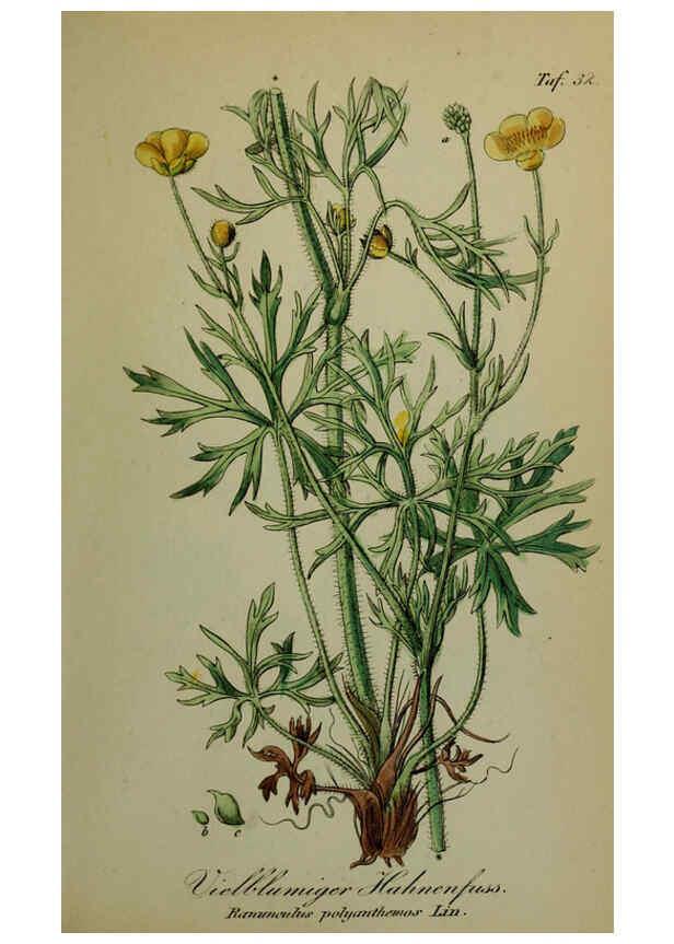Reproducción/Reproduction 6130849722: Sämmtliche Giftgewächse Deutschlands Leipzig :F. Voight,1854