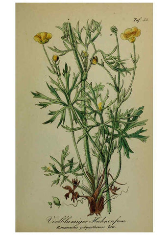 Reproducción/Reproduction 6130849722: Sämmtliche Giftgewächse Deutschlands Leipzig :F. Voight,1854
