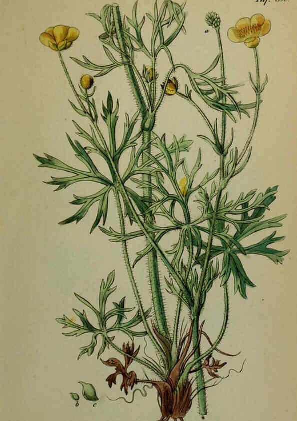 Reproducción/Reproduction 6130849722: Sämmtliche Giftgewächse Deutschlands Leipzig :F. Voight,1854