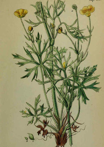 Reproducción/Reproduction 6130849722: Sämmtliche Giftgewächse Deutschlands Leipzig :F. Voight,1854