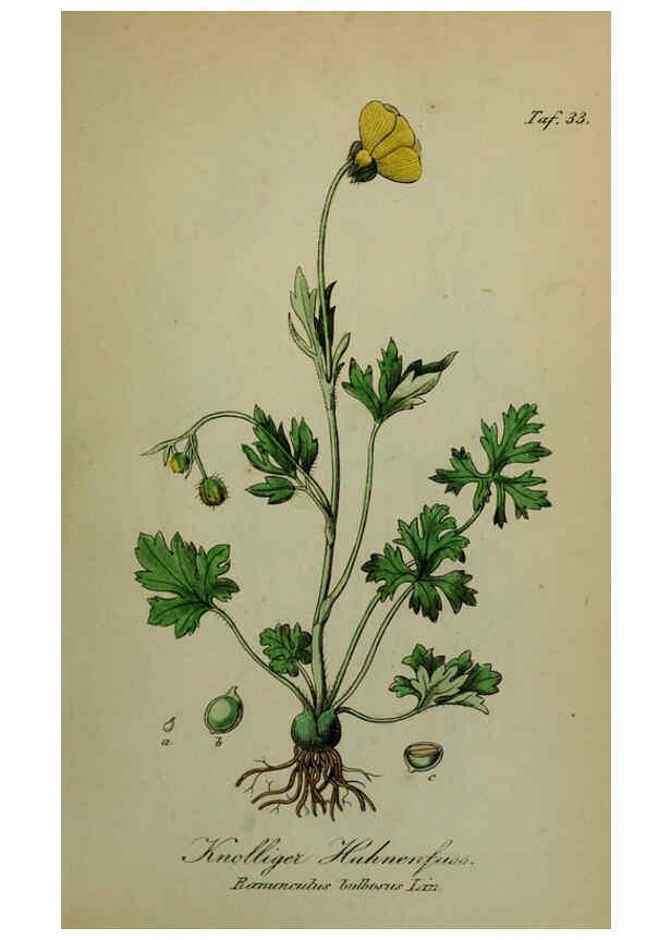 Reproducción/Reproduction 6130849934: Sämmtliche Giftgewächse Deutschlands Leipzig :F. Voight,1854