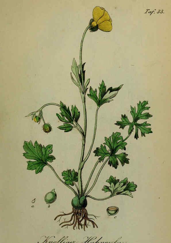Reproducción/Reproduction 6130849934: Sämmtliche Giftgewächse Deutschlands Leipzig :F. Voight,1854