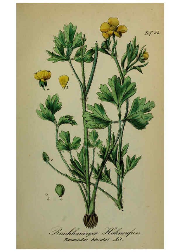 Reproducción/Reproduction 6130300687: Sämmtliche Giftgewächse Deutschlands Leipzig :F. Voight,1854