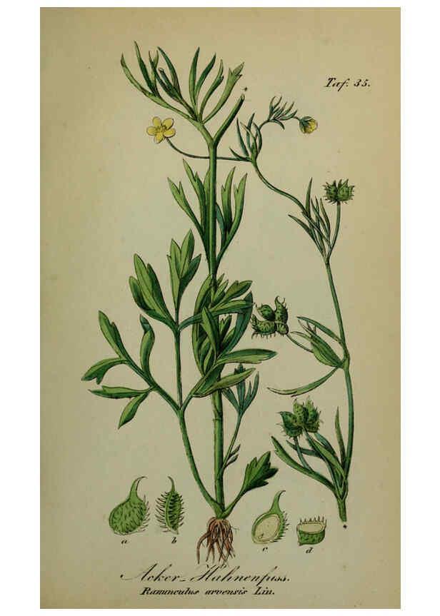 Reproducción/Reproduction 6130301139: Sämmtliche Giftgewächse Deutschlands Leipzig :F. Voight,1854