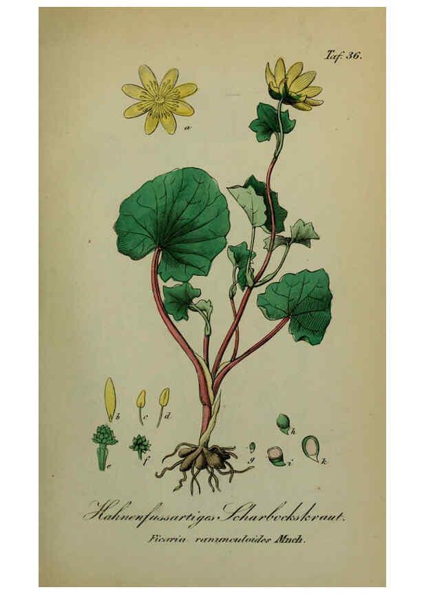 Reproducción/Reproduction 6130301407: Sämmtliche Giftgewächse Deutschlands Leipzig :F. Voight,1854