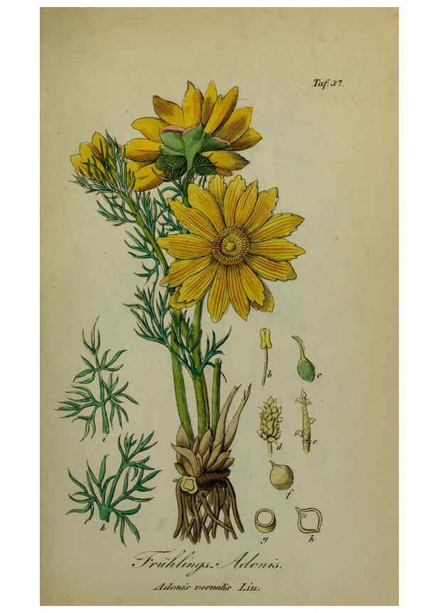 Reproducción/Reproduction 6130851554: Sämmtliche Giftgewächse Deutschlands Leipzig :F. Voight,1854