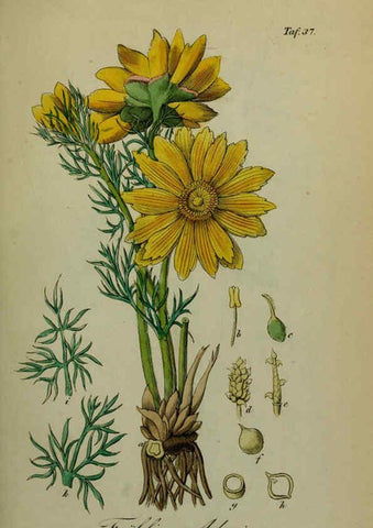 Reproducción/Reproduction 6130851554: Sämmtliche Giftgewächse Deutschlands Leipzig :F. Voight,1854