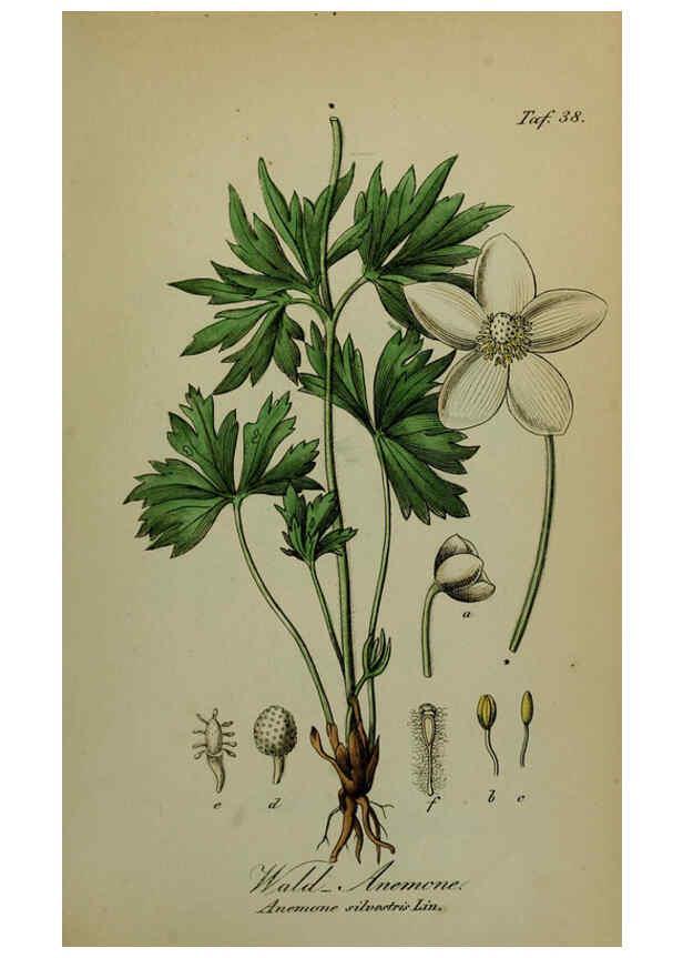 Reproducción/Reproduction 6130301843: Sämmtliche Giftgewächse Deutschlands Leipzig :F. Voight,1854