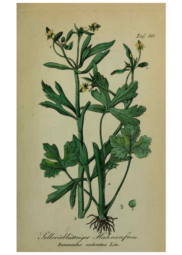 Reproducción/Reproduction 6130299507: Sämmtliche Giftgewächse Deutschlands Leipzig :F. Voight,1854