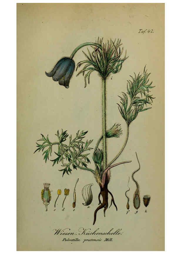 Reproducción/Reproduction 6130302983: Sämmtliche Giftgewächse Deutschlands Leipzig :F. Voight,1854