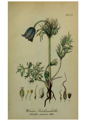 Reproducción/Reproduction 6130302983: Sämmtliche Giftgewächse Deutschlands Leipzig :F. Voight,1854