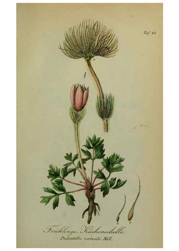 Reproducción/Reproduction 6130853212: Sämmtliche Giftgewächse Deutschlands Leipzig :F. Voight,1854