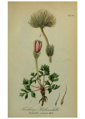 Reproducción/Reproduction 6130853212: Sämmtliche Giftgewächse Deutschlands Leipzig :F. Voight,1854