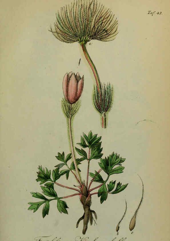 Reproducción/Reproduction 6130853212: Sämmtliche Giftgewächse Deutschlands Leipzig :F. Voight,1854