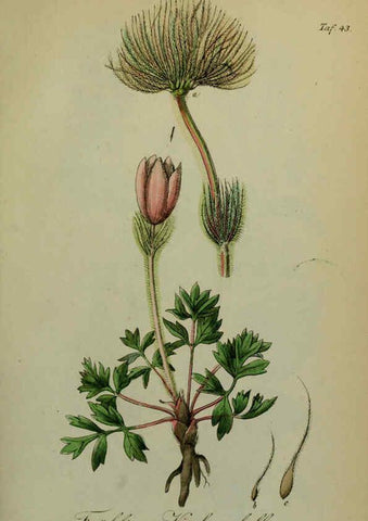 Reproducción/Reproduction 6130853212: Sämmtliche Giftgewächse Deutschlands Leipzig :F. Voight,1854