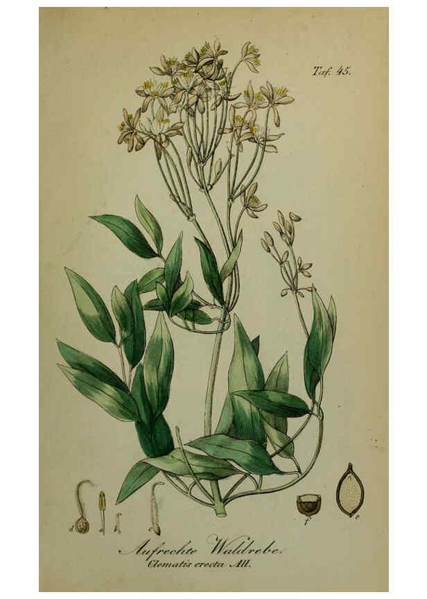 Reproducción/Reproduction 6130853662: Sämmtliche Giftgewächse Deutschlands Leipzig :F. Voight,1854
