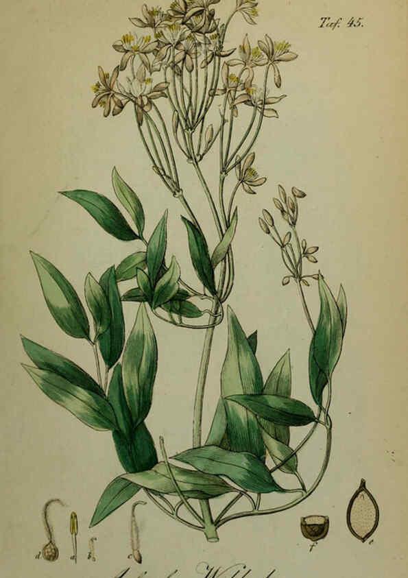 Reproducción/Reproduction 6130853662: Sämmtliche Giftgewächse Deutschlands Leipzig :F. Voight,1854
