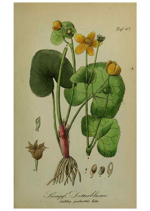 Reproducción/Reproduction 6130854296: Sämmtliche Giftgewächse Deutschlands Leipzig :F. Voight,1854