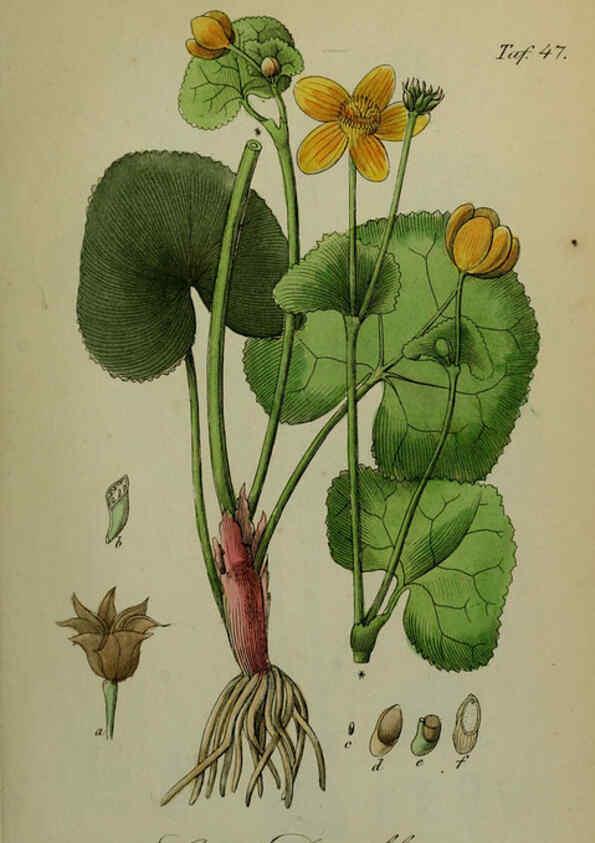 Reproducción/Reproduction 6130854296: Sämmtliche Giftgewächse Deutschlands Leipzig :F. Voight,1854