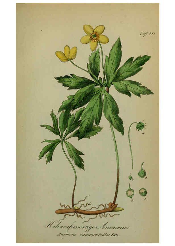 Reproducción/Reproduction 6130302439: Sämmtliche Giftgewächse Deutschlands Leipzig :F. Voight,1854