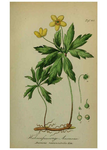 Reproducción/Reproduction 6130302439: Sämmtliche Giftgewächse Deutschlands Leipzig :F. Voight,1854