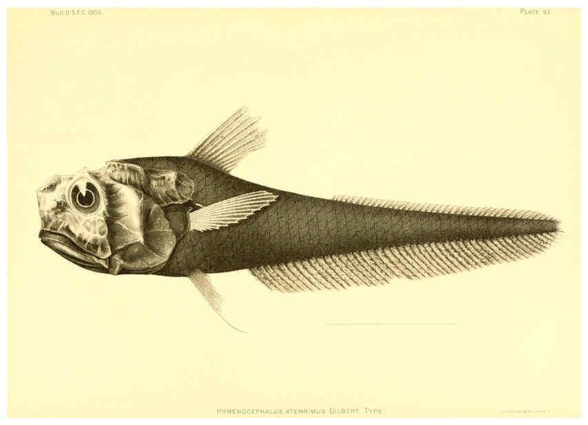 Reproducción/Reproduction 6130284976: The deep-sea fishes [of the Hawaiian Islands] Washington,Govt. Print. Off.,1905