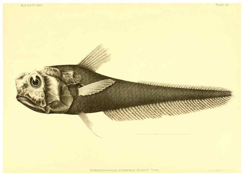 Reproducción/Reproduction 6130284976: The deep-sea fishes [of the Hawaiian Islands] Washington,Govt. Print. Off.,1905