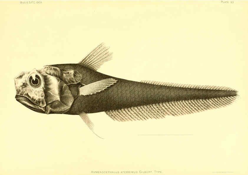 Reproducción/Reproduction 6130284976: The deep-sea fishes [of the Hawaiian Islands] Washington,Govt. Print. Off.,1905