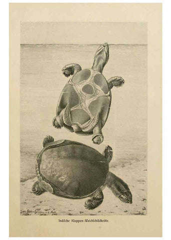 Reproducción/Reproduction 6139674869: Brehms Tierleben. Bd.1 Leipzig,Bibliographisches Institut,1911-19- 