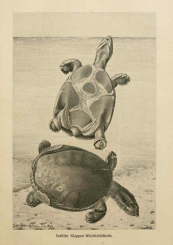 Reproducción/Reproduction 6139674869: Brehms Tierleben. Bd.1 Leipzig,Bibliographisches Institut,1911-19- 