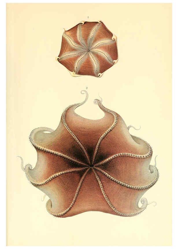 Reproducción/Reproduction 6139739591: The Cephalopod. atlas Jerusalem :Israel Program for Scientific Translations ; Springfield, Va. : available from the U. S. National Technical Information Service,1975
