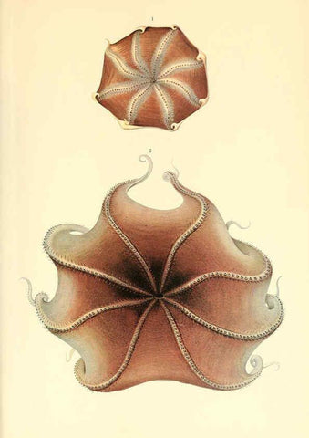 Reproducción/Reproduction 6139739591: The Cephalopod. atlas Jerusalem :Israel Program for Scientific Translations ; Springfield, Va. : available from the U. S. National Technical Information Service,1975