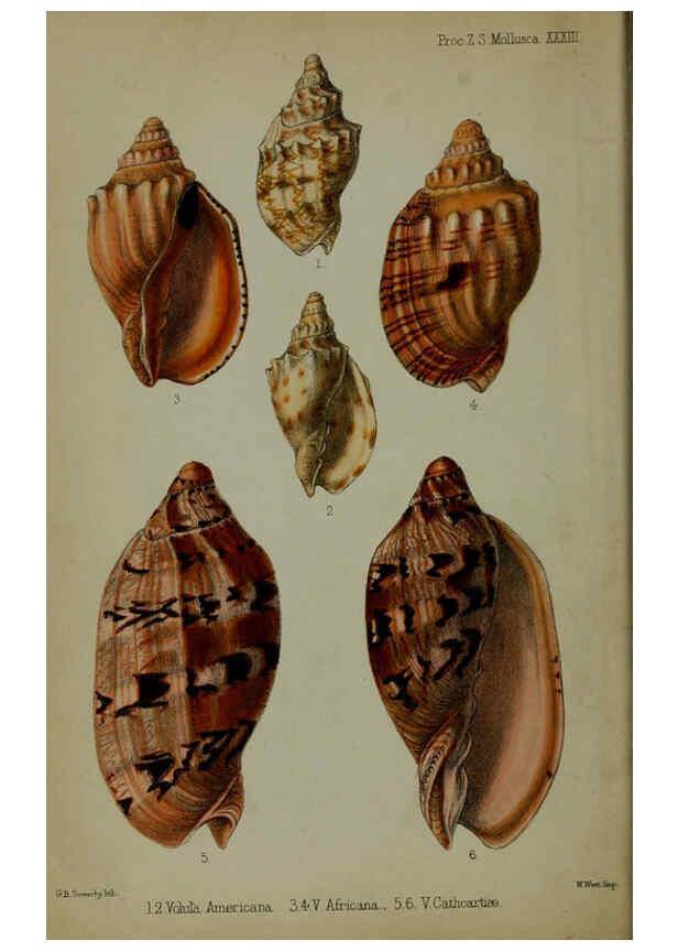 Reproducción/Reproduction 6139772775: Proceedings of the Zoological Society of London. 1856 London :Academic Press, [etc.],1833-1965