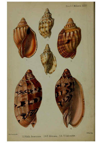 Reproducción/Reproduction 6139772775: Proceedings of the Zoological Society of London. 1856 London :Academic Press, [etc.],1833-1965