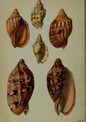 Reproducción/Reproduction 6139772775: Proceedings of the Zoological Society of London. 1856 London :Academic Press, [etc.],1833-1965