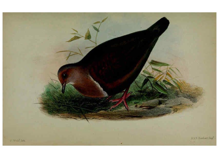 Reproducción/Reproduction 6140324008: Proceedings of the Zoological Society of London. 1856 London :Academic Press, [etc.],1833-1965