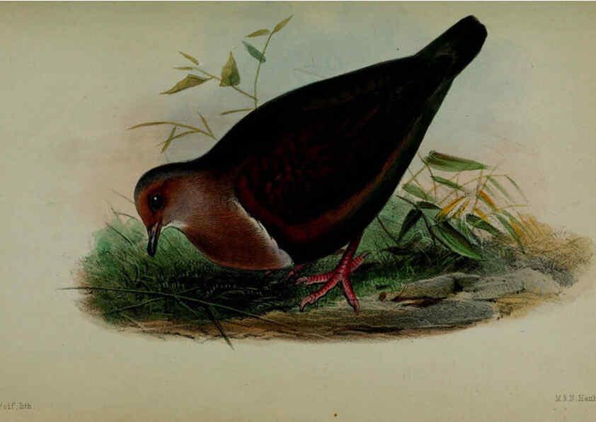 Reproducción/Reproduction 6140324008: Proceedings of the Zoological Society of London. 1856 London :Academic Press, [etc.],1833-1965