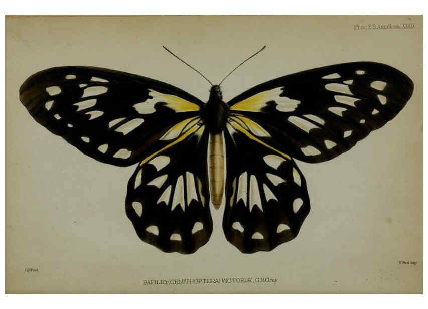 Reproducción/Reproduction 6139773315: Proceedings of the Zoological Society of London. 1856 London :Academic Press, [etc.],1833-1965