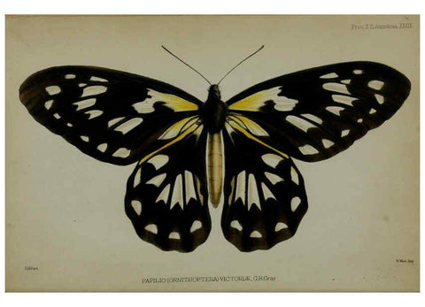 Reproducción/Reproduction 6139773315: Proceedings of the Zoological Society of London. 1856 London :Academic Press, [etc.],1833-1965