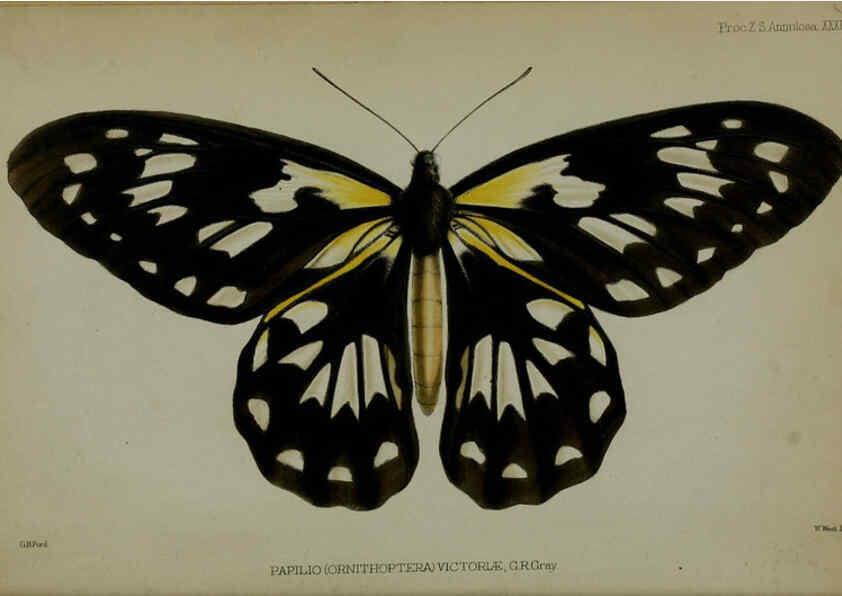 Reproducción/Reproduction 6139773315: Proceedings of the Zoological Society of London. 1856 London :Academic Press, [etc.],1833-1965