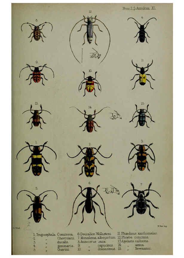 Reproducción/Reproduction 6140324524: Proceedings of the Zoological Society of London. 1856 London :Academic Press, [etc.],1833-1965