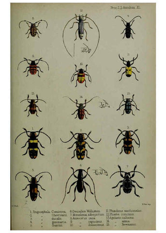 Reproducción/Reproduction 6140324524: Proceedings of the Zoological Society of London. 1856 London :Academic Press, [etc.],1833-1965