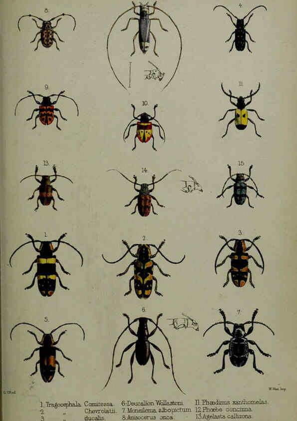 Reproducción/Reproduction 6140324524: Proceedings of the Zoological Society of London. 1856 London :Academic Press, [etc.],1833-1965