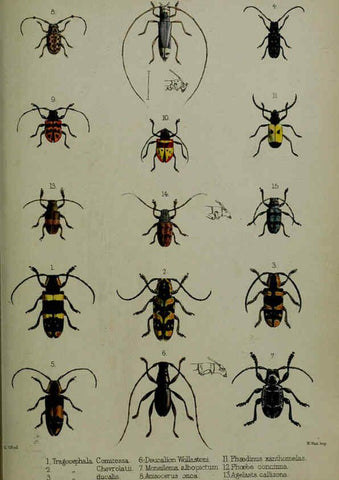Reproducción/Reproduction 6140324524: Proceedings of the Zoological Society of London. 1856 London :Academic Press, [etc.],1833-1965