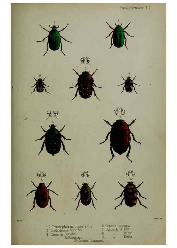 Reproducción/Reproduction 6139773743: Proceedings of the Zoological Society of London. 1856 London :Academic Press, [etc.],1833-1965