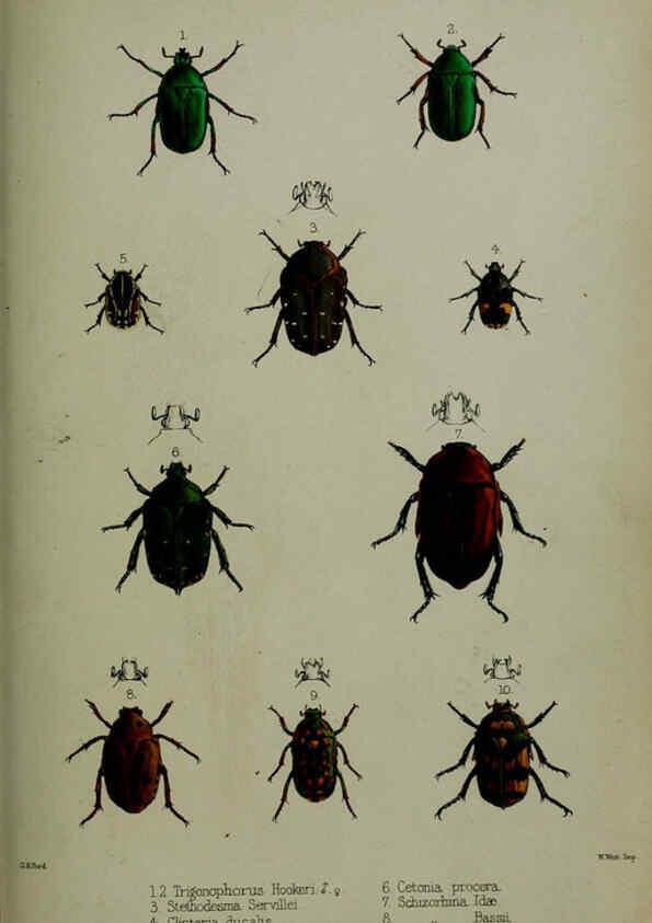Reproducción/Reproduction 6139773743: Proceedings of the Zoological Society of London. 1856 London :Academic Press, [etc.],1833-1965