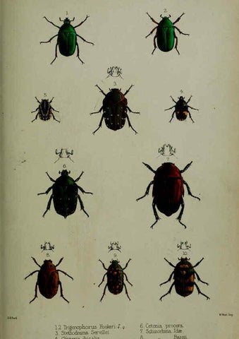 Reproducción/Reproduction 6139773743: Proceedings of the Zoological Society of London. 1856 London :Academic Press, [etc.],1833-1965